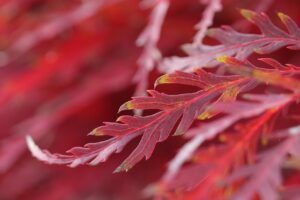 ミラドライによるワキガ治療の大阪での効果はどれくらい？