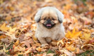 ワキガのレーザー治療が大阪で受けられるクリニックはどこ？